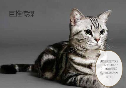 宠物行业短视频运营的小妙招分析