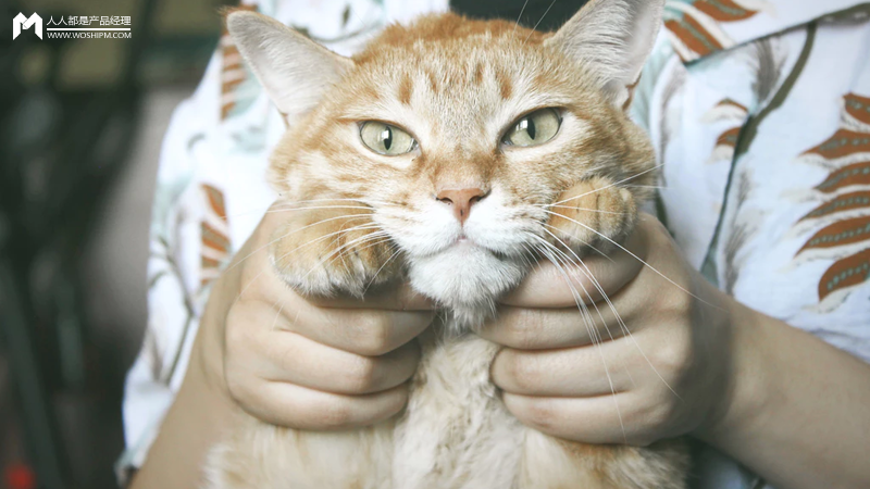 从猫爪杯到噬元兽，猫咪营销因何大热？ 